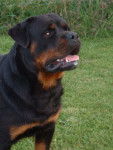 Samson - Rottweiler Mâle (3 ans)