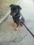 Eva - Rottweiler (2 ans)