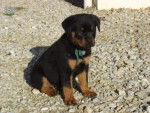 ness - Rottweiler (7 mois)