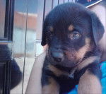 Cachorrito Rottweiler - Rottweiler Mâle (1 mois)