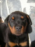 deimons - Rottweiler Mâle (2 mois)