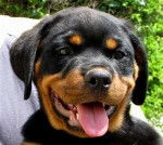 tyrox - Rottweiler Mâle (5 ans)
