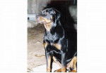 . - Rottweiler Mâle (12 ans)