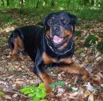 Truan - Rottweiler Mâle (2 ans)