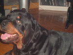 sam ou sami - Rottweiler Mâle (7 ans)