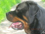 Dakar - Rottweiler Mâle (7 ans)