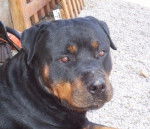 Truan ( le chien de ma soeur ) - Rottweiler Mâle (2 ans)