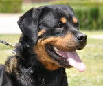 petra de breogan - Rottweiler (6 ans)