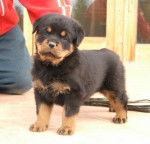 miko - Rottweiler Mâle (2 mois)