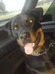 Kromm - Rottweiler Mâle (2 ans)