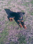 Cromm - Rottweiler Mâle (2 ans)