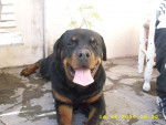 Milo - Rottweiler M&acirc;le (3 ans)