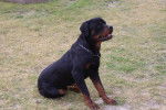 urko de breogan - Rottweiler Mâle (4 ans)