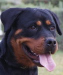 uma de breogan - Rottweiler (4 ans)