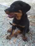 Roky - Rottweiler Mâle (4 mois)