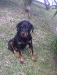 Rita - Rottweiler