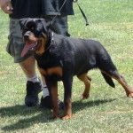 quax de breogan - Rottweiler Mâle (11 mois)