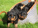 leur chiots - Rottweiler (1 mois)