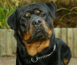 luigi - Rottweiler Mâle (2 ans)