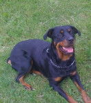 Venus - Rottweiler (2 ans)