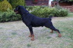 suko de breogan - Rottweiler Mâle (8 ans)