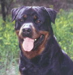 Madie - Rottweiler (7 ans)