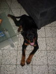 triniti - Rottweiler (4 mois)