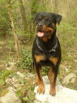 caya du domaine de la pierre torrelle - Rottweiler (2 ans)