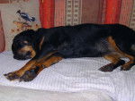 Syrah - Rottweiler (11 ans)