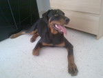 HOLLY - Rottweiler (6 mois)