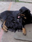 cachorros - Rottweiler