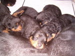 cachorros - Rottweiler