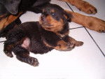 cachorros - Rottweiler