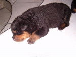 cachorros - Rottweiler