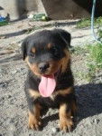 maria - Rottweiler (1 mois)