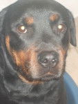 coxie - Rottweiler (2 ans)