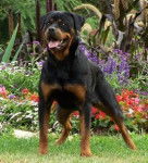 klodia - Rottweiler (2 ans)