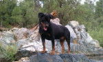 Brody - Rottweiler Mâle (8 ans)