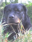 Djha - Rottweiler Mâle (9 ans)