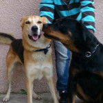 Gina - Rottweiler (1 an)