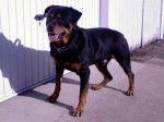 Pepsi - Rottweiler M&acirc;le (3 ans)