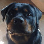 grace - Rottweiler (5 ans)