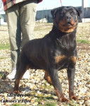 Sally - Rottweiler (9 ans)