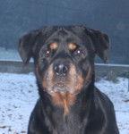 Tracy - Rottweiler (8 ans)