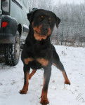 Chelsea - Rottweiler (3 ans)