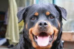 Un Rottweiler vu de face