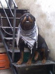 Goliat - Rottweiler Mâle (8 ans)