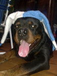 Goliat - Rottweiler Mâle (8 ans)