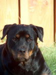 matt - Rottweiler Mâle (8 ans)