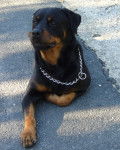 Rodhes - Rottweiler Mâle (9 ans)